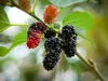 Sada 4 morušovníkov - Morus alba x rubra 'Gerardi Dwarf' - Náhľad obrázku produktu 3