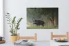 MuchoWow® - Leinwandbilder - Wildschwein - Rotwild - Wald, Produktbild-Vorschau 6