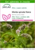 SAFLAX  - Menta spicata Nana - 500 semi - Con substrato - Anteprima dell’immagine prodotto 1