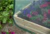 A close-up view of a raised garden bed covered with a clear plastic greenhouse cover, with petunias and beet plants visible. Produktbild-Vorschau