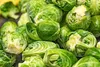 SAFLAX - BIO - Ružičkový kel - Groninger - Brassica Náhľad obrázku produktu 9