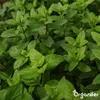 A close-up view of lush green mint leaves. Náhľad obrázku produktu