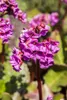 Bergenia cordifolia, Riesensteinbrech, rosa Blüten, ca. Produktbild-Vorschau 4