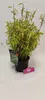 Fargesia murieliae 'Asian Art', Schirmbambus, 2 Liter Topf Produktbild-Vorschau 3