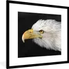 MuchoWow® Gerahmtes Poster Adler - Vogel - Schnabel - Augen Produktbild-Vorschau 1