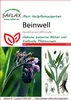 SAFLAX - Żywokost - 15 Nasiona - Symphytum officinale Podgląd zdjęcia produktu 11