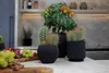 Cacti and a tomato plant in pots on a kitchen counter with fruit and cheese. Produktbild-Vorschau