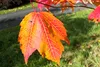 SAFLAX - červený javor - Acer rubrum - 20 Semená Náhľad obrázku produktu 4