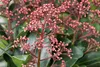 Skimmia japonica 'Rubella', immergrün, rote Knospen, 25–30 Produktbild-Vorschau 5