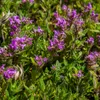 thymus serpyllum - Sand-Thymian - Bodendecker - Violette Produktbild-Vorschau 5