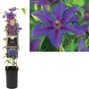 Clematis Mrs N Thompson – Großblumige Waldrebe, Produktbild-Vorschau 2