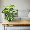 Dieffenbachia Plante Artificielle Artificiel Plastique Voir les images du produit 2
