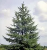 Atlas-Zeder, 90-100 cm, Cont. 9 l Produktbild-Vorschau 4