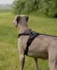 pettorina per cani lionto anti-pull, pettorina a Y Anteprima dell’immagine prodotto 3