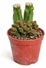 Crassula pyramidalis – pagodová sukulentka – rarita – Náhľad obrázku produktu 2