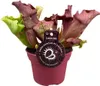 Roślina rurkowata Sarracenia Ø12 cm ↕20 cm Mięsożerna Podgląd zdjęcia produktu 1