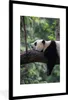 MuchoWow® Gerahmtes Poster Panda - Baum - Tiere - Natur Produktbild-Vorschau 1