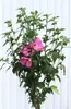 Garteneibisch Hibiscus - Woodbridge - Blüte rot / rosa Produktbild-Vorschau 3