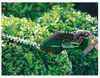Parkside Akku Gras- und Strauchschere PAGS 20-Li A1 ohne Produktbild-Vorschau 8