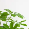 Schefflera Arboricola Nora - Brezová figovník - Izbová Náhľad obrázku produktu 5