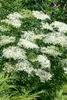Sambucus nigra 'Laciniata', Schwarzer Holunder, Produktbild-Vorschau 1