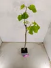 Ficus carica 'Petrelli' Figuier, pot de 2 litres Voir les images du produit 3