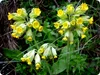 SAFLAX  - Primula odorosa - 100 semi - Primula Anteprima dell’immagine prodotto 4