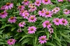 Stauden Gänge 3 x Echinacea purpurea ‚PowWow Wild Berry' - Produktbild-Vorschau 4