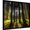 MuchoWow® Gerahmtes Poster Baum - Natur - Sonne - Wald Produktbild-Vorschau 1