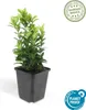Euonymus japonicus 'Green Spire' - Stálezelený živý plot - Náhled obrázku produktu 4