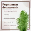 Aquarium Pflanze 3 Stück Pogostemon erectus Wasserpflanze Produktbild-Vorschau 3
