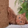 A small, fluffy, ginger kitten is playfully interacting with a textured, brown, cylindrical object, possibly a scratching post or a plant pot. Podgląd zdjęcia produktu