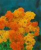 Achillea millefolium 'Terracotta', Schafgarbe, orange, ca. Produktbild-Vorschau 7