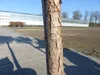 Pinus Pinea Mittelmeerkiefer 180 cm Pinie Kiefer Stamm Produktbild-Vorschau 2
