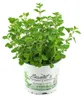 Enseleits Majoran Origanum majorana, Kräuter Pflanze Produktbild-Vorschau 1