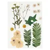 Creativ Company Trockenblumen und Blätter Dekoration Produktbild-Vorschau 1