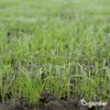 Opravné trávníkové semeno – Odolné (1 kg na 50 m2) - Náhled obrázku produktu 5