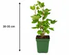 Rote Johannisbeere Jonkheer van Tets 30–35 cm – Ribes Produktbild-Vorschau 5