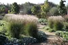 Stauden Gänge 3 x Miscanthus sinensis 'Yaku Jima' im 1 Produktbild-Vorschau 6