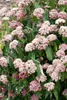 A close-up view of a flowering shrub with clusters of small pink and white flowers and green leaves. Produktbild-Vorschau