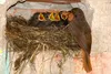 Nistkasten P Typ Amsel MKW - Stabiler nisthaus für Produktbild-Vorschau 5