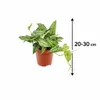 Monstera Siltepecana 20-30 cm - Snadno udržovatelná Náhled obrázku produktu 2