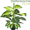 Dieffenbachia Plante Artificielle Artificiel Plastique Voir les images du produit 1