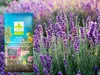 Erde für Oleander - 10l - Mediterran - Hochwertig - Gute Produktbild-Vorschau 4
