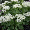 6 x Fettblatt  - Sedum spectabile 'Stardust'  | Topf 9cm x Produktbild-Vorschau 1