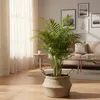 Bloomique - Chamaedorea Elegans - Palmier d'intérieur - Voir les images du produit 6