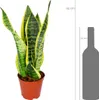 Bloomique - Sansevieria Superba - Schwiegermutterzunge - Produktbild-Vorschau 2