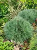 Pinus strobus 'Minima', Weymouth-Kiefer, kompakt, 25–30 cm Produktbild-Vorschau 12