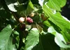 SAFLAX - Weißer Maulbeerbaum - 200 Samen - Morus alba Produktbild-Vorschau 8