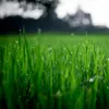 Eisendünger Rasen Moosverdränger Rasendünger Gegen Moos Produktbild-Vorschau 5